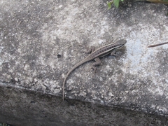 Sceloporus variabilis