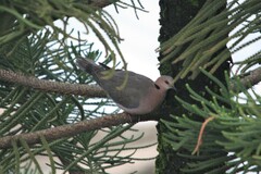 Streptopelia semitorquata