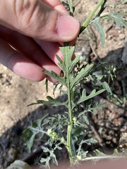 Parthenium hysterophorus