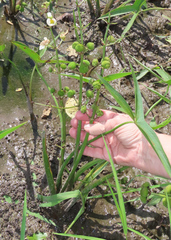 Sagittaria brevirostra