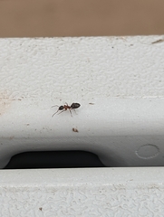 Camponotus