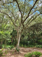 Quercus virginiana