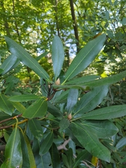 Rhododendron maximum