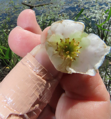 Sagittaria brevirostra