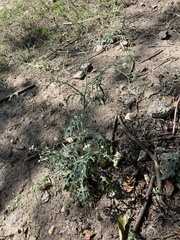 Parthenium hysterophorus