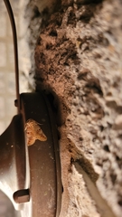 Diastema tigris