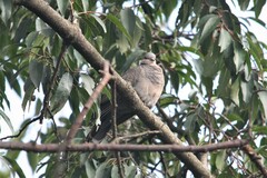 Streptopelia lugens