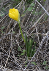 Sternbergia lutea