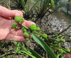 Sagittaria brevirostra