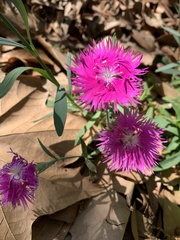 Lampranthus