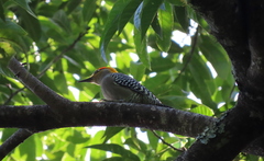 Melanerpes chrysogenys