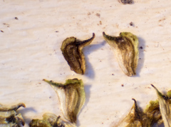 Sagittaria brevirostra