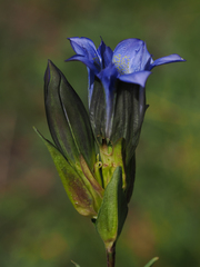 Gentiana parryi