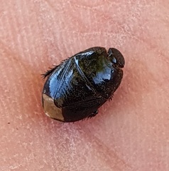 Macroscytus brunneus