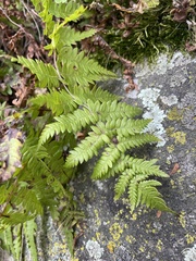 Thelypteris palustris
