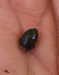 Macroscytus brunneus