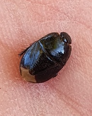 Macroscytus brunneus