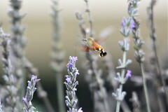 Macroglossum trochilus