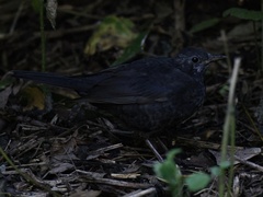 Turdus merula