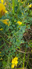 Medicago falcata