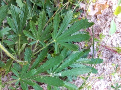 Potentilla thuringiaca
