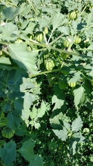 Physalis angulata