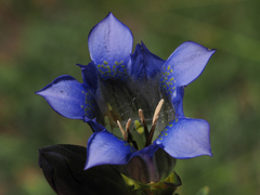 Gentiana parryi