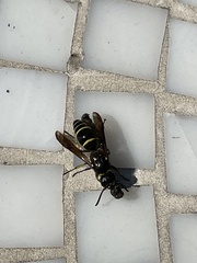 Ancistrocerus