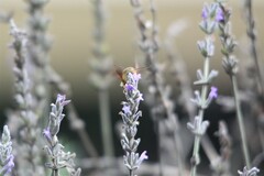 Macroglossum trochilus
