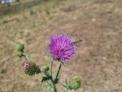 Cirsium rhaphilepis