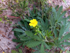 Potentilla thuringiaca
