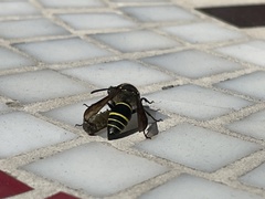 Ancistrocerus