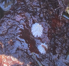 Semibalanus balanoides