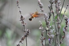 Macroglossum trochilus