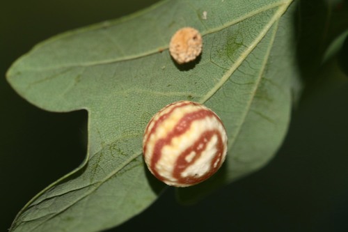Striped Pea Gall Wasp, photo 4 of 10