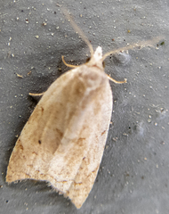 Coelostathma discopunctana