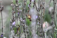 Macroglossum trochilus