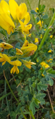 Medicago falcata