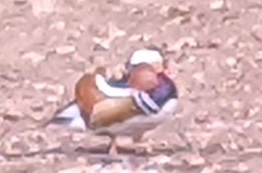 Aix galericulata