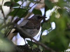 Turdus pilaris