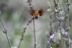 Macroglossum trochilus