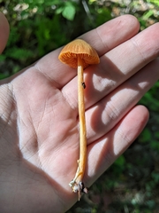 Entoloma quadratum
