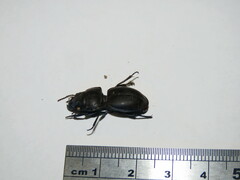 Carabidae