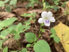 Asystasia intrusa