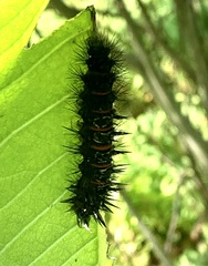 Hypercompe scribonia