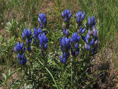 Gentiana affinis