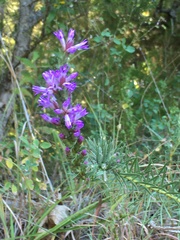 Liatris punctata