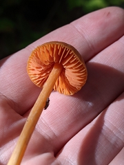 Entoloma quadratum