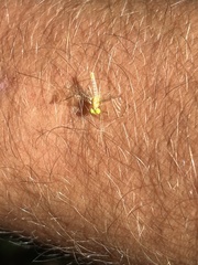 Stenacron interpunctatum