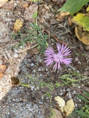 Centaurea nigrescens